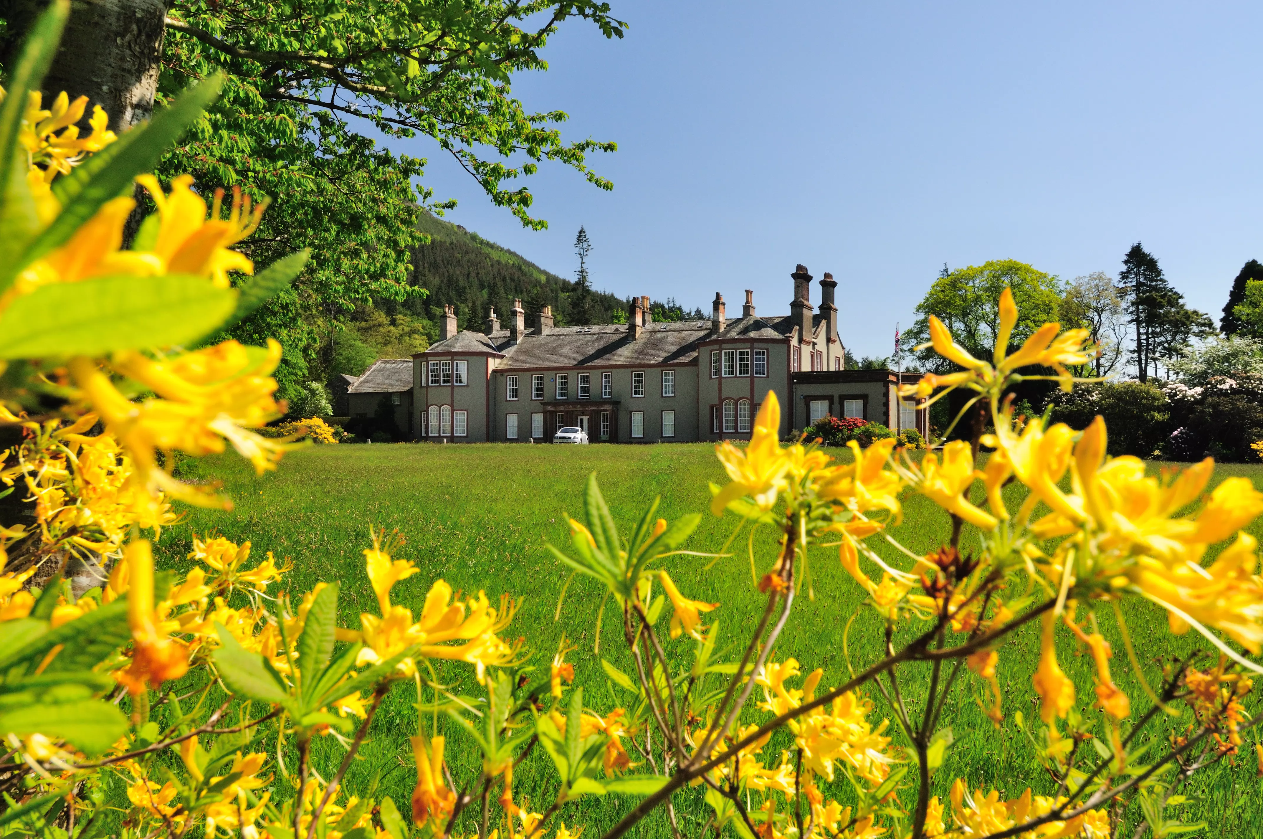 Green grass with yellow petal flowers