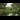 The gardens at Tatton Park, Cheshire, featuring a small footbridge over a lilypad-strewn pond