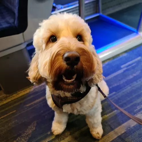 Dog on a train - teddy the cockapoo