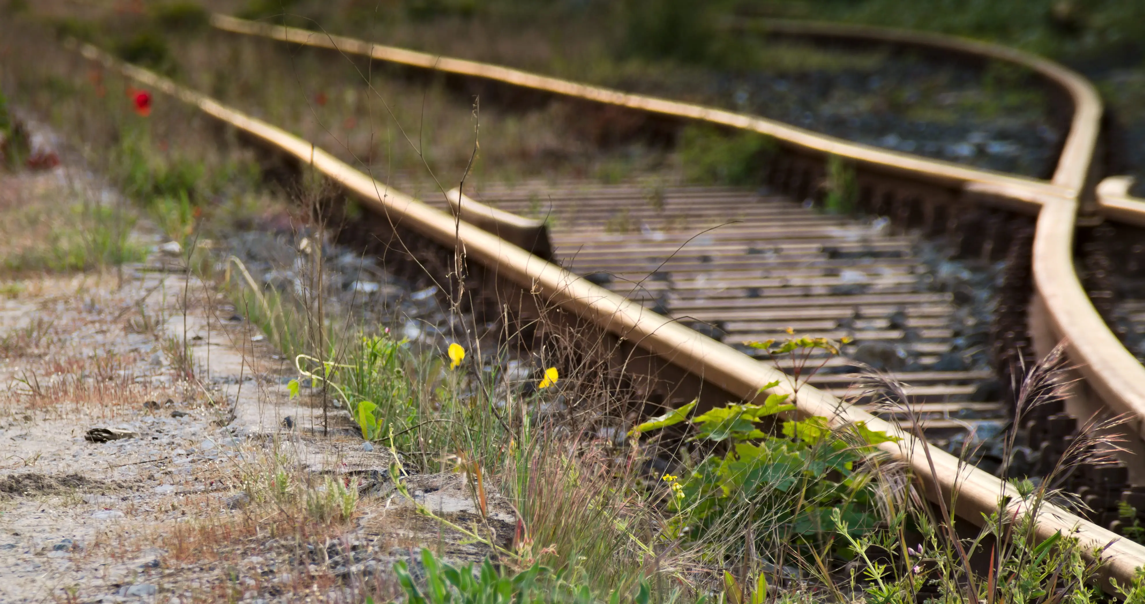 Old Railway Routes: An old railway line, overgrown with weeds and wildflowers.
